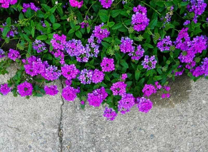 Karłowe i zwisające odmiany werbeny ogrodowej będą najlepsze do uprawy w skrzynkach na balkonie lub tarasie