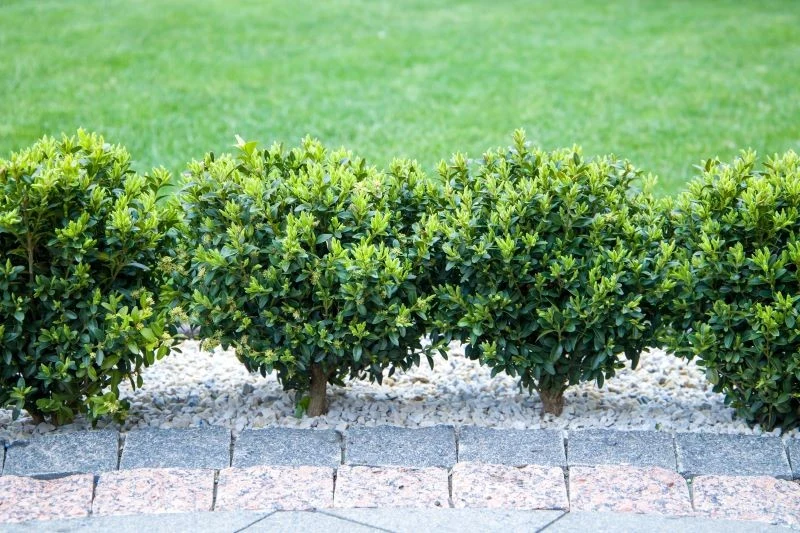 Wykorzystaj francuski patent na pozbycie się ćmy bukszpanowej