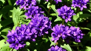 Dzwonek skupiony to bylina o niskich wymaganiach. Świetnie nadaje się na łąki kwietne i do aranżacji naturalistycznych. Fot. MichelR45/Canva Pro