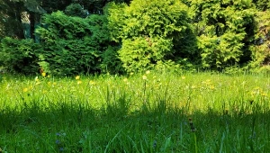 Jak skutecznie pozbyć się chwastów z trawnika?/Deccoria.pl