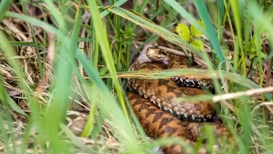 Żmija zygzakowata to jedyny jadowity wąż w Polsce. Wiosną i latem może pojawić się w ogrodzie.