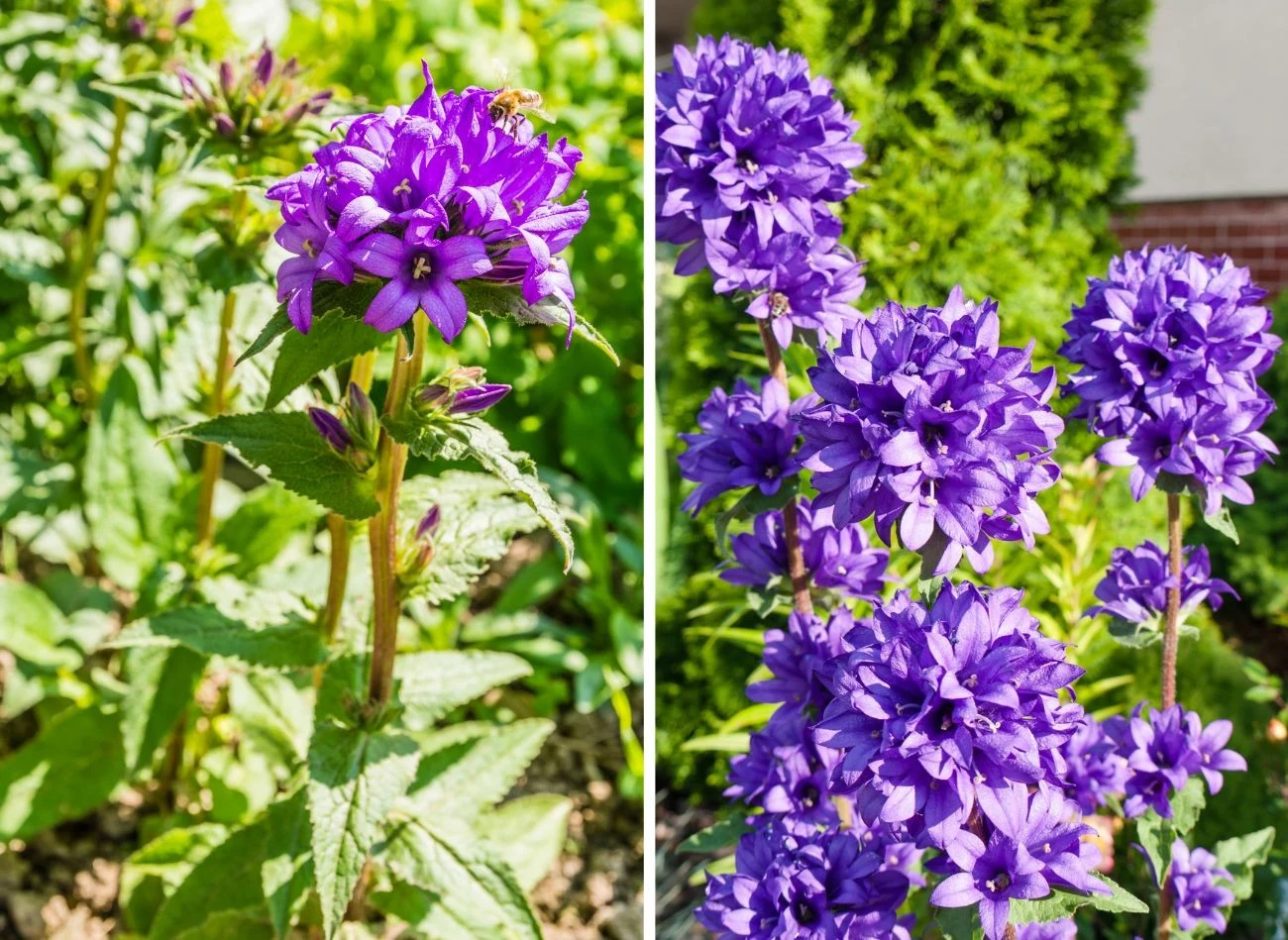 Dzwonek skupiony, który występuje w wielu odmianach, to roślina miododajna