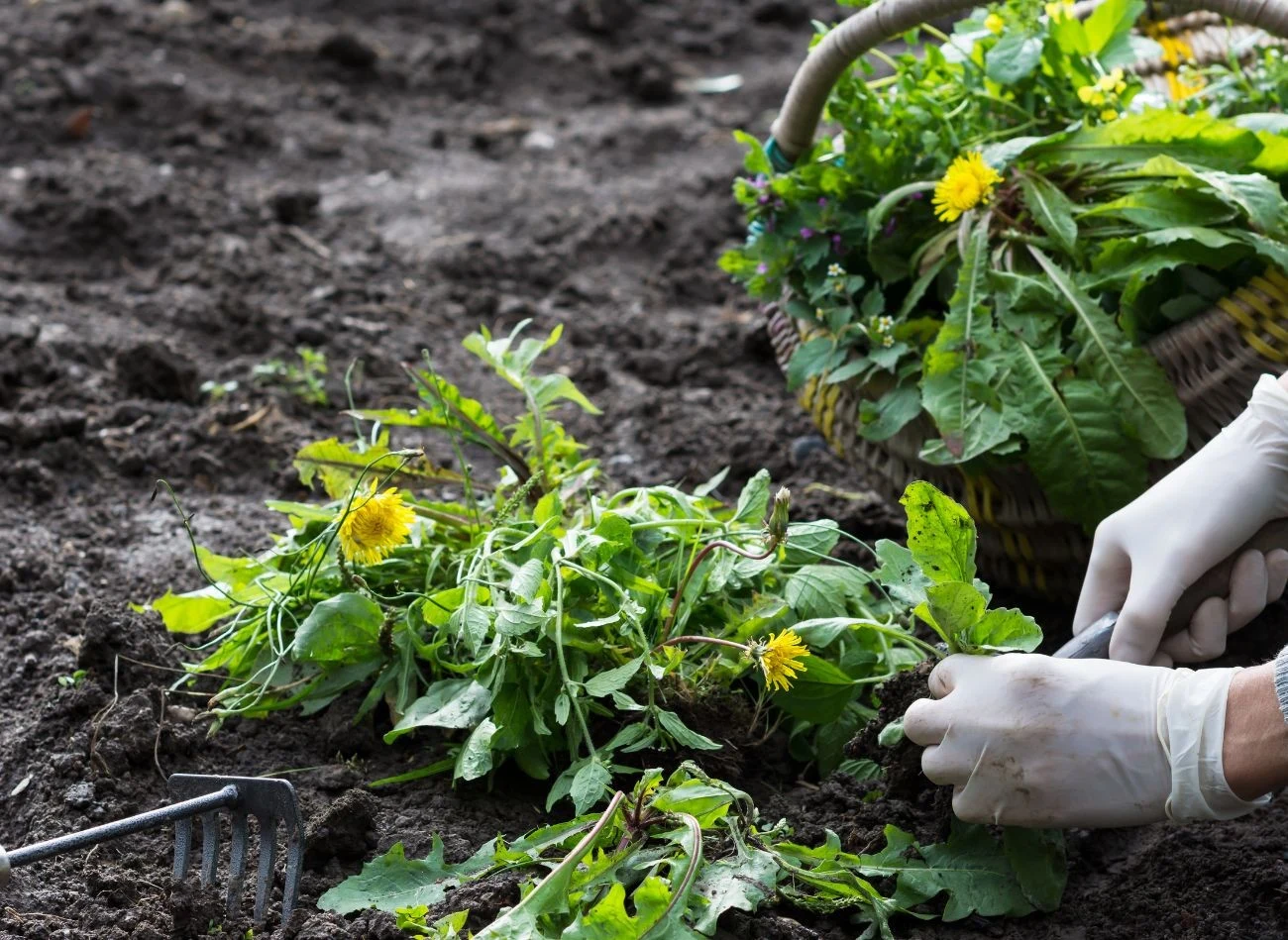 Naturalne preparaty lepiej sprawdzą się w przypadku pojedynczych ognisk lub na samym początku rozwoju chwastów.
