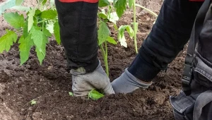 Przygotowanie gleby pod uprawę pomidorów. Jaka ziemia jest najlepsza?