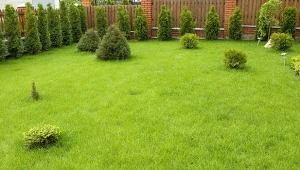 Jak uzyskać soczyście zielony trawnik bez dosiewania.