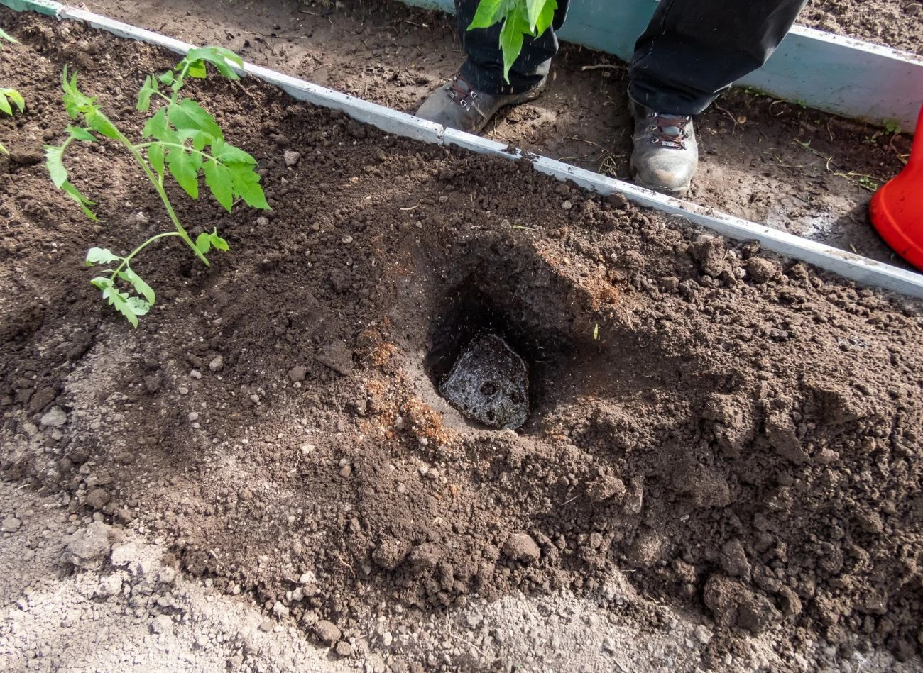 Sadzenie pomidorów do gruntu wymaga wykopania dołka o odpowiedniej głębokości.