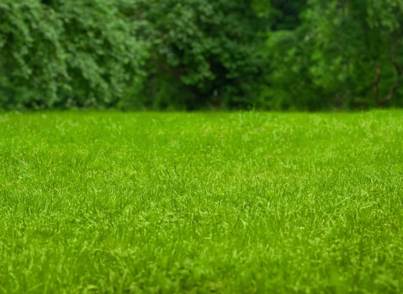 Aeracja i wertykulacja trawnika na wiosnę, to ważne zabiegi, które wpływają na jakość i gęstość trawy.