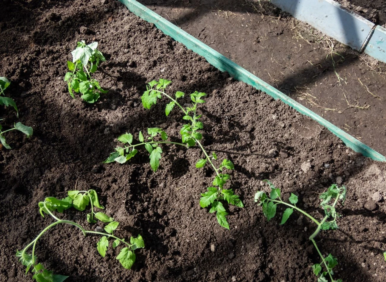 Po umieszczeniu sadzonki pomidorów w dołku obsyp ją ziemią i ostrożnie ugnieć.
