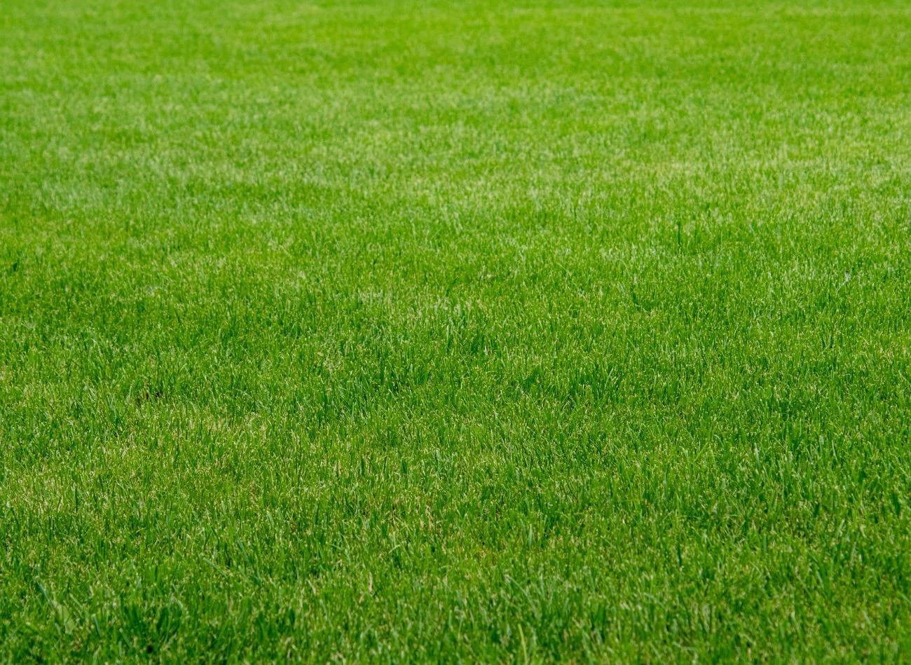 Samo podlewanie to za mało. Wiosną trawnik potrzebuje wzmocnienia i dobrego nawozu.