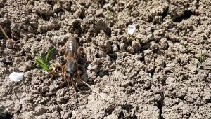 Przedstawiamy naturalne sposoby na turkucia podjadka.