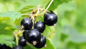 Skuteczna ochrona porzeczki przed antraknozą powinna zaczynać się już na etapie wyboru odpowiednich odmian. Fot.katkov/Canva Pro