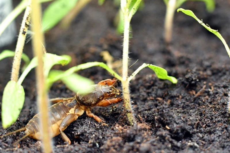 W twoim ogrodzie pojawił się turkuć podjadek