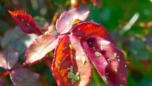 Rosnące temperatury sprzyjają rozwojowi mszyc. Jak pozbyć się ich z ogrodu? Fot. Nikola Branson/Canva Pro