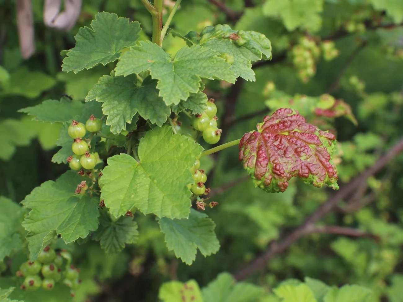 Antraknoza objawia się charakterystyczną deformacją powierzchni liścia