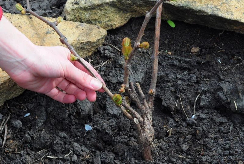 Późnowiosenne przymrozki są zagrożeniem dla winorośli