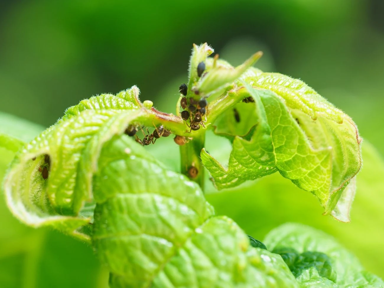 Mrówki bronią kolonii mszyc przed drapieżnikami