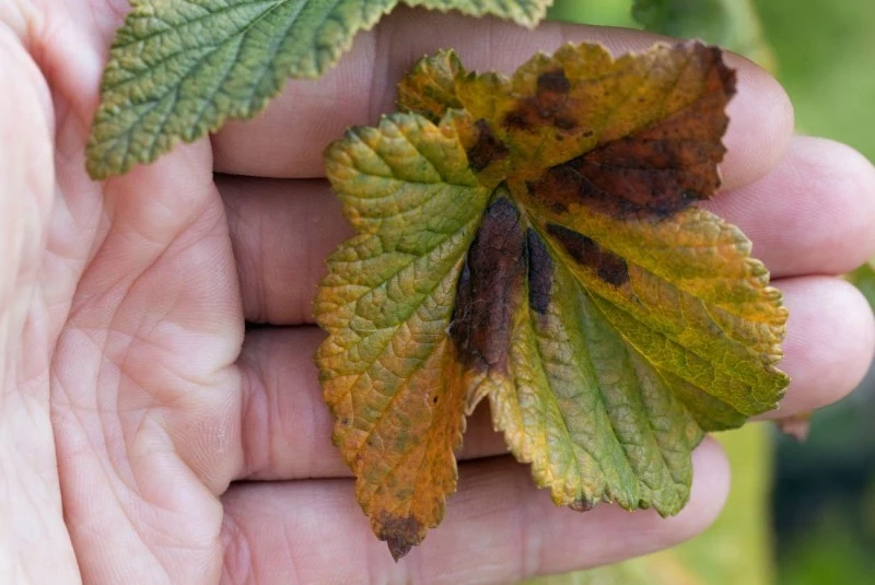 Antraknoza porzeczek. Ta niebezpieczna choroba powoduje przedwczesne opadanie liści.