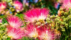 Albicja jedwabista, nazywana chińskim drzewkiem szczęścia, ma w sobie coś magicznego.