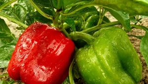 Co daje zrywanie kwiatów papryki? To sprawdzony sposób na obfite plony.