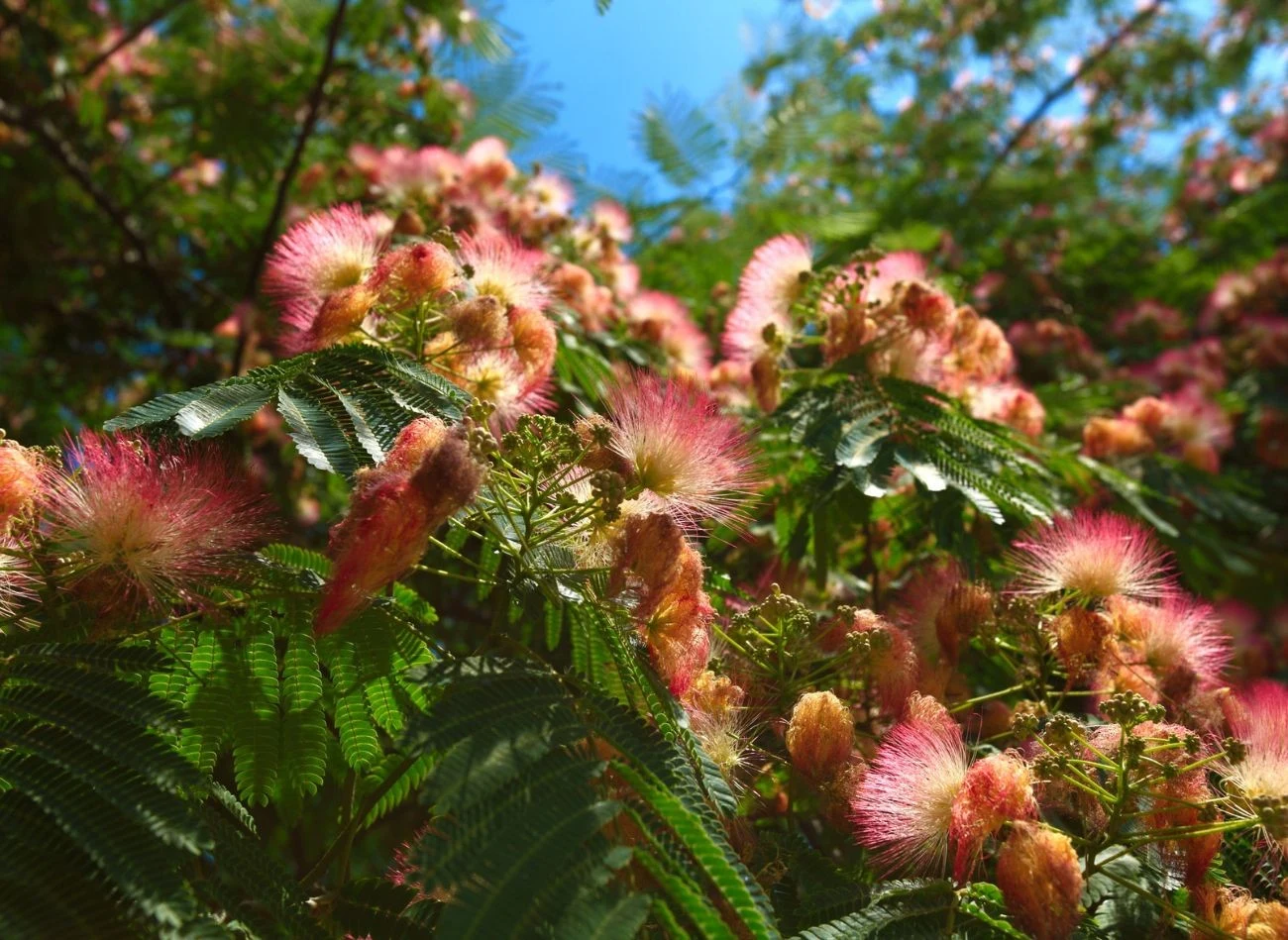 Albicja jedwabista kwitnie latem - od czerwca do sierpnia.