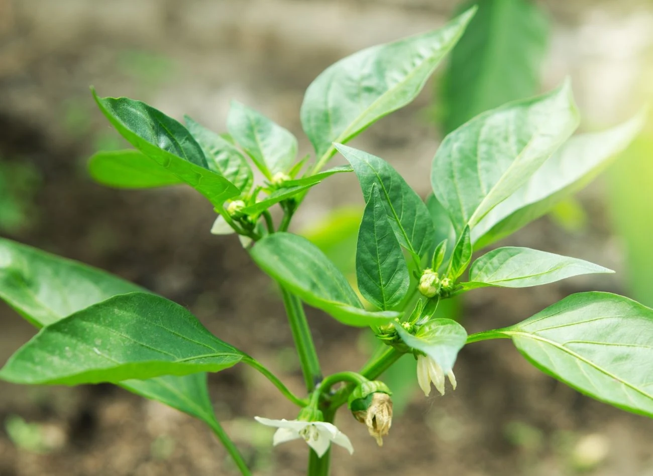 Usuwanie pierwszych kwiatów papryki pozwala roślinie rozbudować pędy, co skutkuje zwiększeniem plonów.