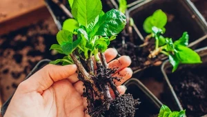 Hortensje można szybko rozmnożyć z pomocą domowej roboty ukorzeniacza.