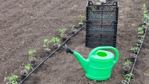 Naturalny nawóz sprawi, że sadzonki pomidorów będą miały grube łodygi i silne korzenie.