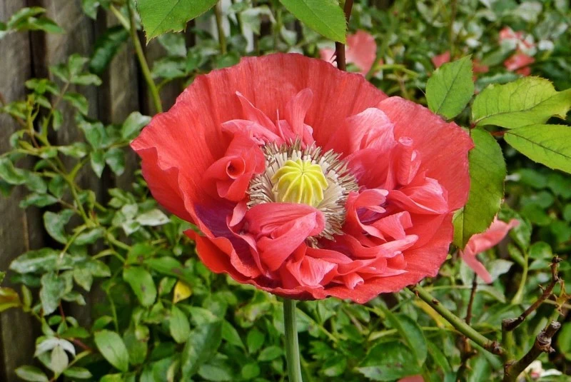 Założenie łąki kwietnej z makami nie jest trudne. Polecaną odmianą są maki wschodnie.