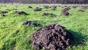 Jak pozbyć się kreta z ogrodu? Polecamy najlepsze naturalne metody.