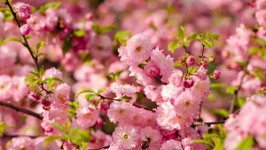 Midałowiec trójklapowy to efektownie kwitnący krzew, który ma niewielkie wymagania uprawowe.