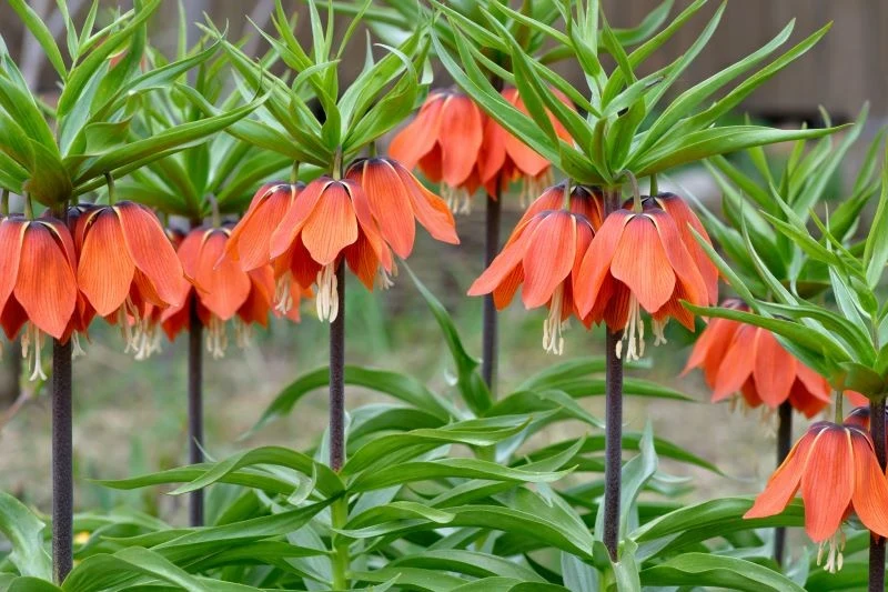 Korona cesarska jest jedną z roślin, którą krety wolą omijać szerokim łukiem