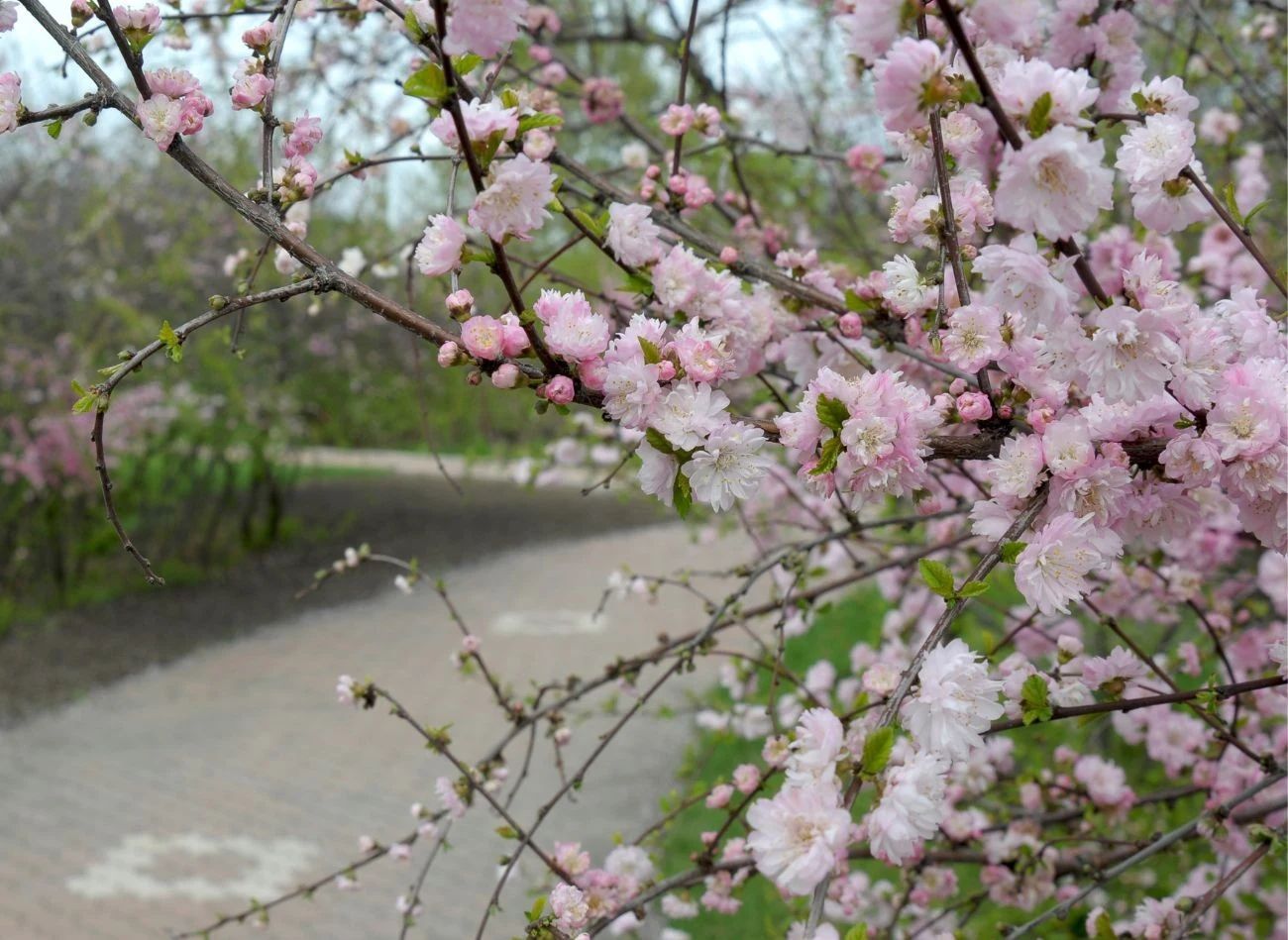 Migdałek kwitnie zwykle do końca maja. Potem należy go odpowiednio przyciąć.