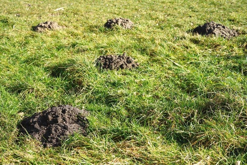 Do kopca możemy skierować strumień wody, aby przegonić kreta