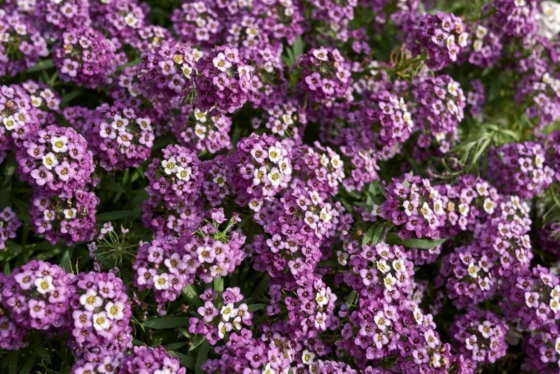 Smagliczka nadmorska to urocza roślina kobiercowa, która obsypuje się drobnymi kwiatuszkami.