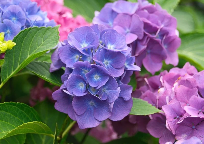 Hortensje ogrodowe kwitną na pędach zeszłorocznych, dlatego należy wiedzieć jak je przycinać