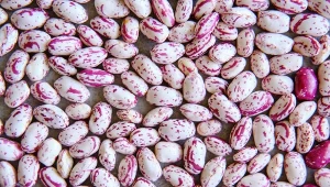 Jedna z mniej znanych, ale smacznych i wartościowych odmian fasoli jest pinto.