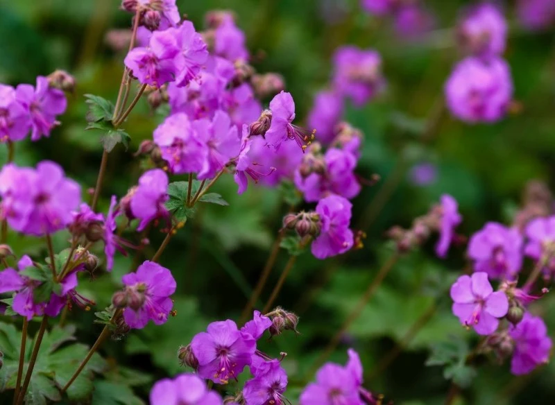 Aromatyczne kwiaty bodziszka korzeniastego przyciągają owady zapylające