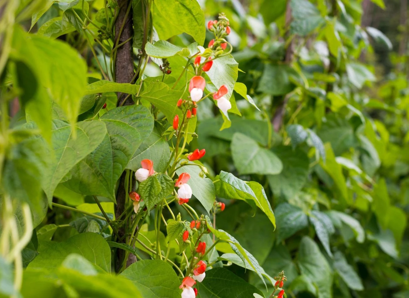 Fasola potrzebuje regularnego nawadniania oraz nawożenia organicznego.