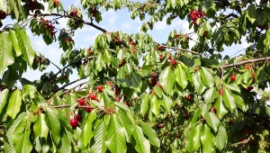 Należy szybko rozpoznać obecność nasionnicy trześniówki.
