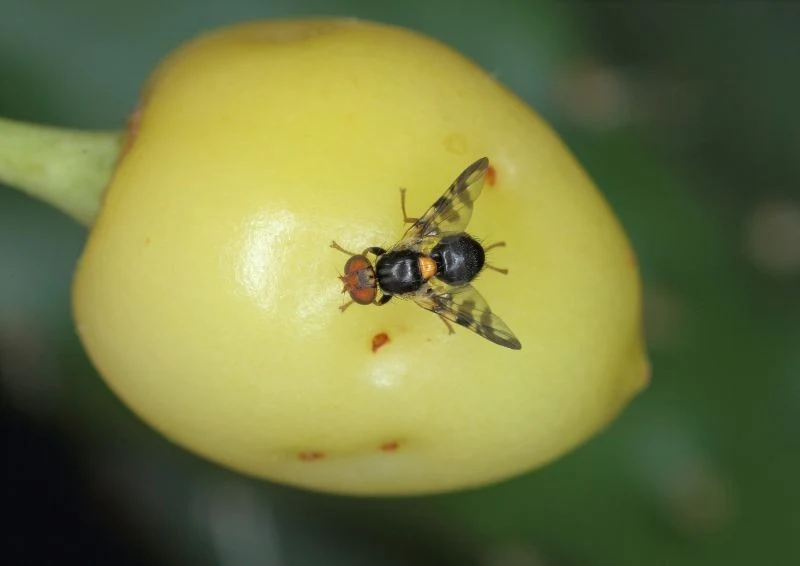 Dorosłe osobniki pojawiają się już wiosną.