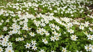 Zawilec gajowy (Anemone nemorosa) rozświetla zacienione stanowiska śnieżnobiałymi kwiatami.