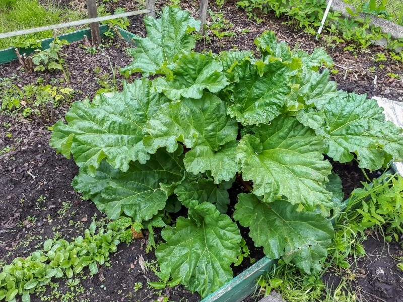 Liście rabarbaru nie są jadalne, ponieważ zawierają w sobie toksyny