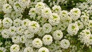 Smagliczka nadmorska - odporna i niewymagająca