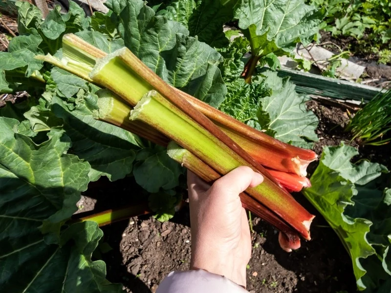 Choć rabarbar stosujemy głównie w deserach, jest tak naprawdę warzywem