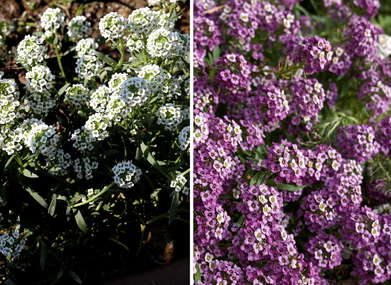 Smagliczka nadmorska najczęściej występuje w odcieniach bieli, fioletu i różu, choć można trafić także na odmiany żółte. Fot. Shatishkr/seven75