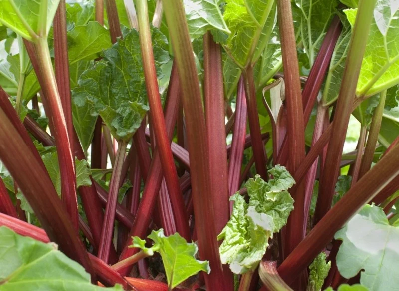 Rabarbar może rosnąć w jednym miejscu przez wiele sezonów