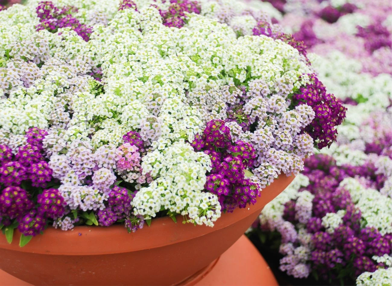 Smagliczka nadmorska bardzo dobrze prezentuje się w donicach.