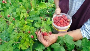 Maliny uwielbiają naturalne wspomaganie. Kiedy i jakie nawozy stosować, by mieć dużo owoców?