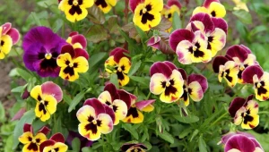 Domowe odżywki sprawią, że bratki będą kwitły długo i obficie.