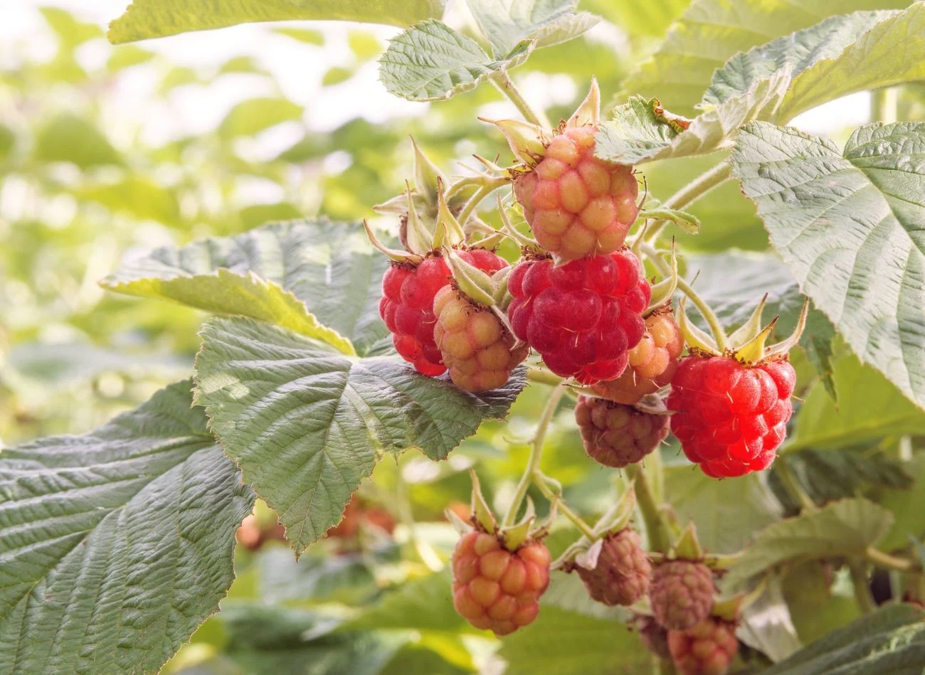 Mineralne nawozy do malin słyną z błyskawicznego efektu – po aplikacji składniki odżywcze są od razu dostępne dla roślin, co sprawdza się w okresach intensywnego wzrostu.